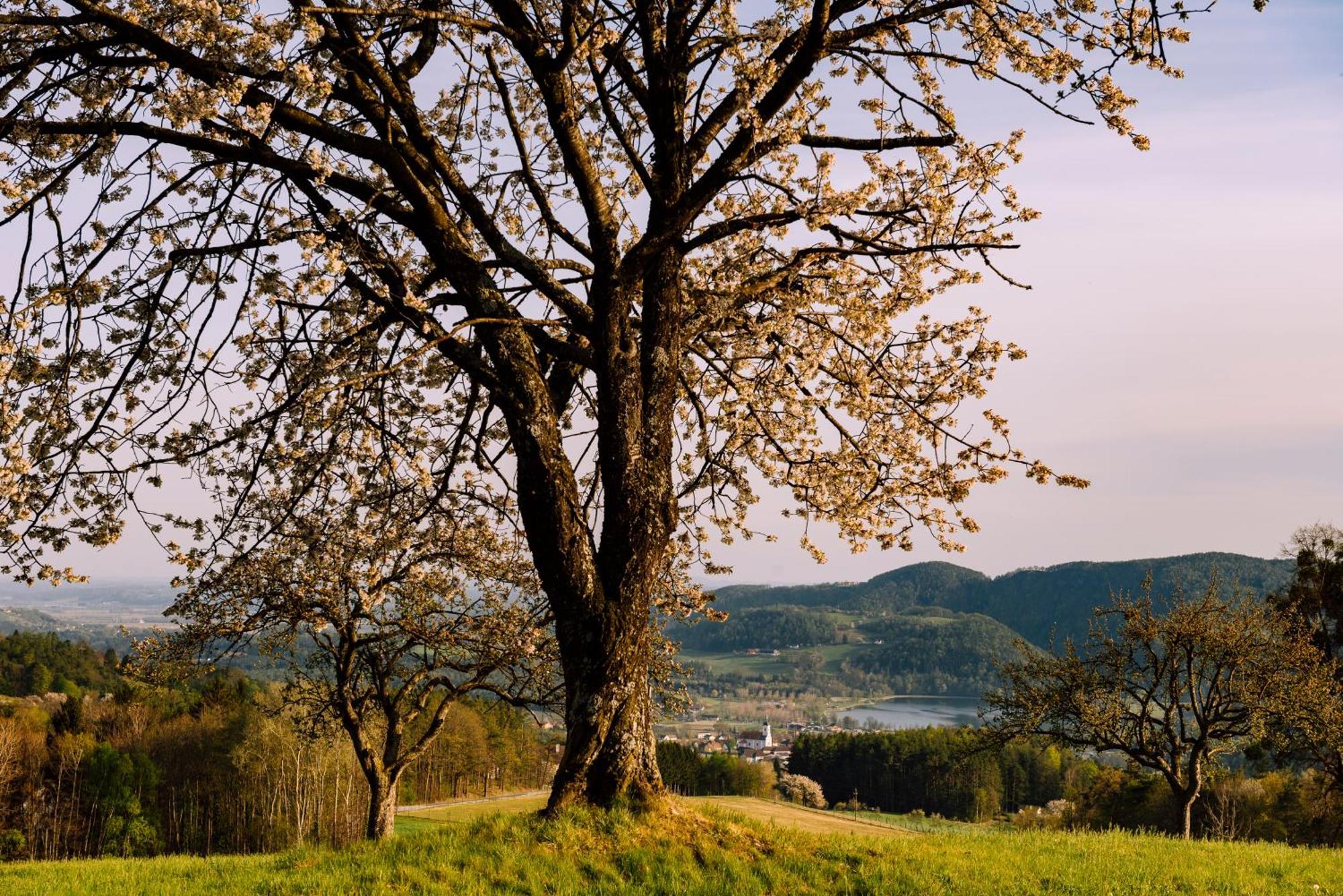 Landhaus Grete Stubenberg Esterno foto